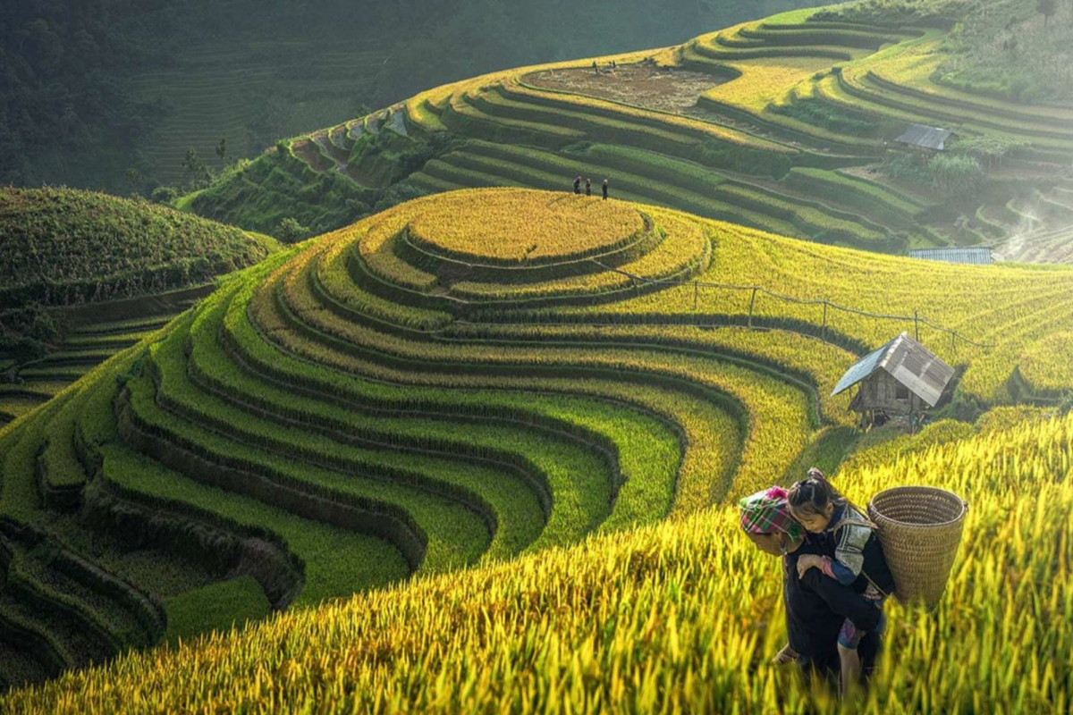 Golden rice terraces in Sapa